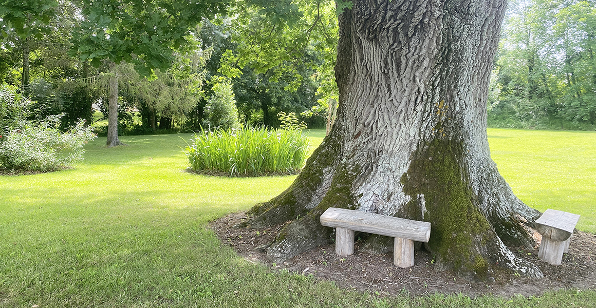 Sit and have a drink under the ancient oak