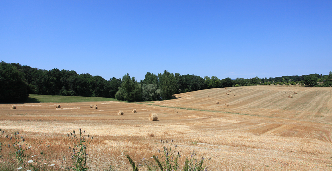 Field views